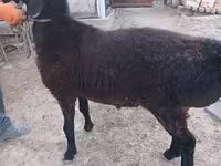 Խոյ, Tian-Shan semifinewool sheep — լուսանկար 4