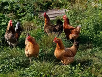 Chickens — լուսանկար 2