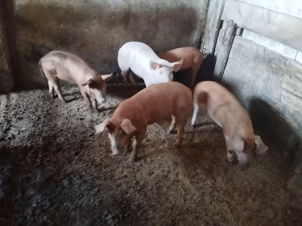 Säue, Schweine