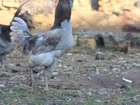 Ամերաուկանա — լուսանկար 2