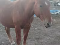 Horse (M), Russian Heavy Draft — photo 1