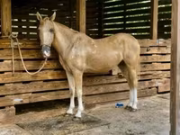 Ձի, Quarter Horse — լուսանկար 3