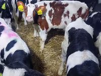 Ցուլ, Simmental cattle — լուսանկար 1