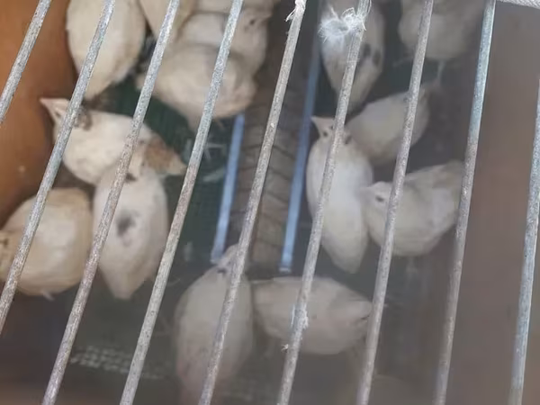 Quails — Հայաստան