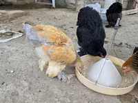Brahma — foto 5