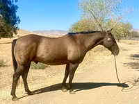 Hengst, Quarter Horse — Foto 2