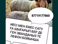 Ոչխար, Ոչխարներ — լուսանկար 1