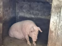 Sow, Pigs — photo 4