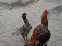 بليموث روك — الصورة 2