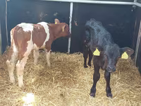 Ցուլ, Simmental cattle — լուսանկար 2