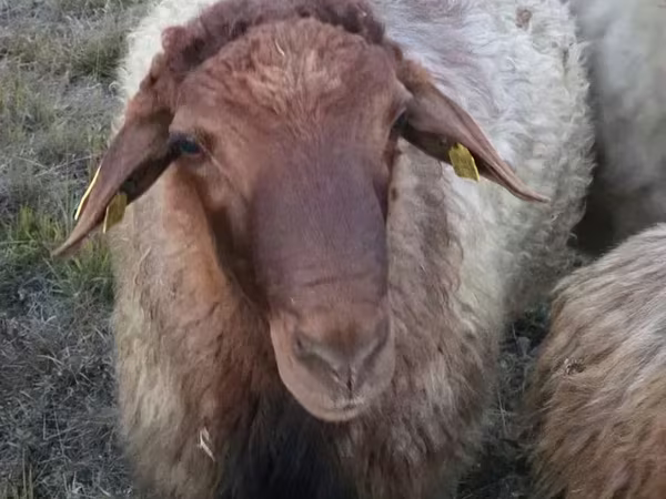 Խոյ, Blackheaded Persian sheep