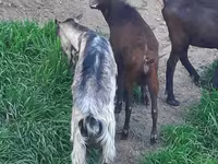 Էգ այծ, Irish goat — լուսանկար 4