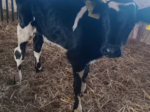 Ցուլ, Russian Black pied cattle