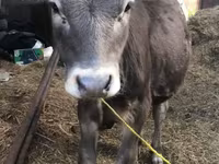 Bull, Cattle — photo 2