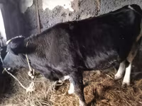 Cow, Cattle — photo 7