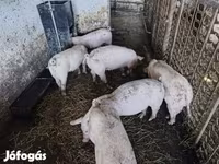 Արու խոզ, Топигс Норсвин — լուսանկար 3