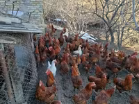 Chickens — الصورة 1