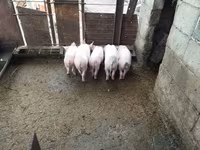 नर सूअर, सूअर — फ़ोटो 3