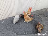 Danish hen — photo 2