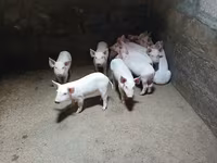 Sow, Pigs — photo 2