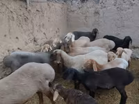 Ոչխար, Arashan sheep — լուսանկար 1