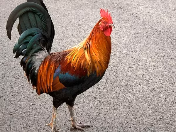 Chickens — Armenia