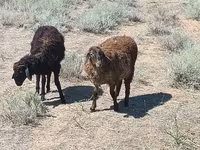 Carnero, Edilbay sheep — foto 1