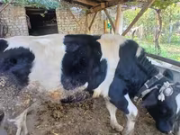 Vaca, Russian Black pied cattle — foto 1