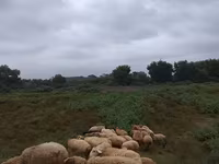 Sheep (batch, sex not specified), Sheep — photo 7