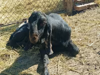 Արու այծ, Kamori goats — լուսանկար 2