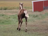Айғыр, Black Sea breed — 2-сурет