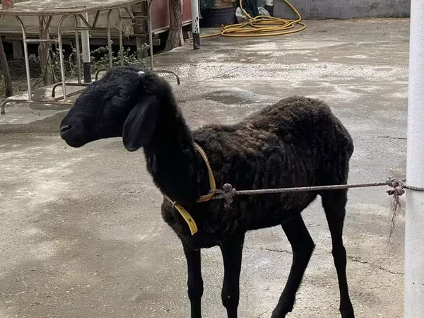 मेढ़ा, Arashan sheep