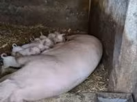 Sow, Pigs — photo 2
