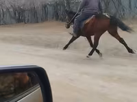 Cavalo, Cavalos — foto 3