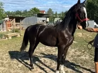 母马, Dutch warmblood horse — 照片 1