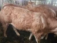 ԽՍԿ (խումբ, սեռը նշված չէ), Charolais cattle — լուսանկար 4