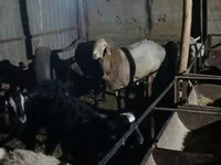 Қошқар, Tian-Shan semifinewool sheep — 4-сурет