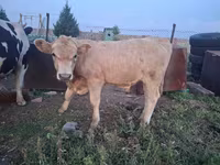 Ցուլ, Latvian Blue cattle — լուսանկար 3
