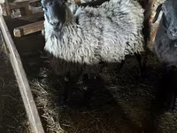 نعجة, Romanov sheep — الصورة 1