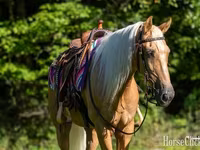 Ձի, Palomino — լուսանկար 5