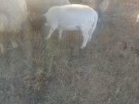 Ոչխար, Dorper sheep — լուսանկար 2