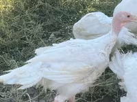 Turkeys — լուսանկար 3