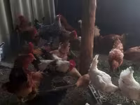 Chickens — foto 6