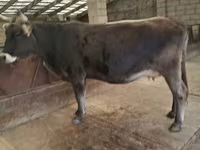 Cow, Swiss cattle — photo 2