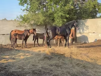 Ձի, Orlov Trotter — լուսանկար 2