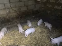 नर सूअर, सूअर — फ़ोटो 1