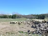 Ոչխար, Ոչխարներ — լուսանկար 3