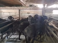 公羊, Sheep — 照片 2