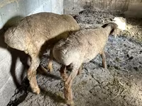 Ovelha, Katum sheep — foto 6