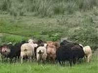 كبش, Gorkov sheep — الصورة 4